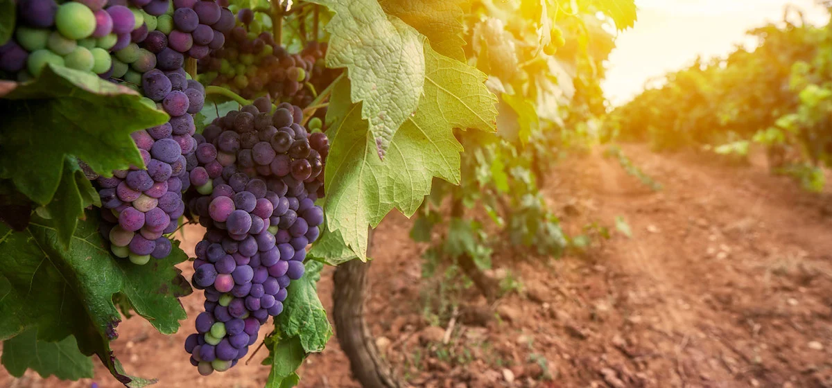 Exciting Ecotourism Ideas