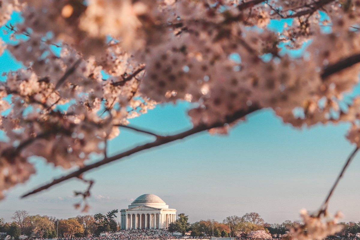 National Cherry Blossom Festival Travel Advice
