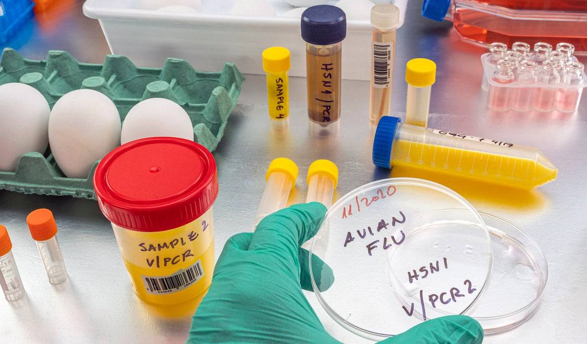 Avian Flu & Travel Insurance Coverage