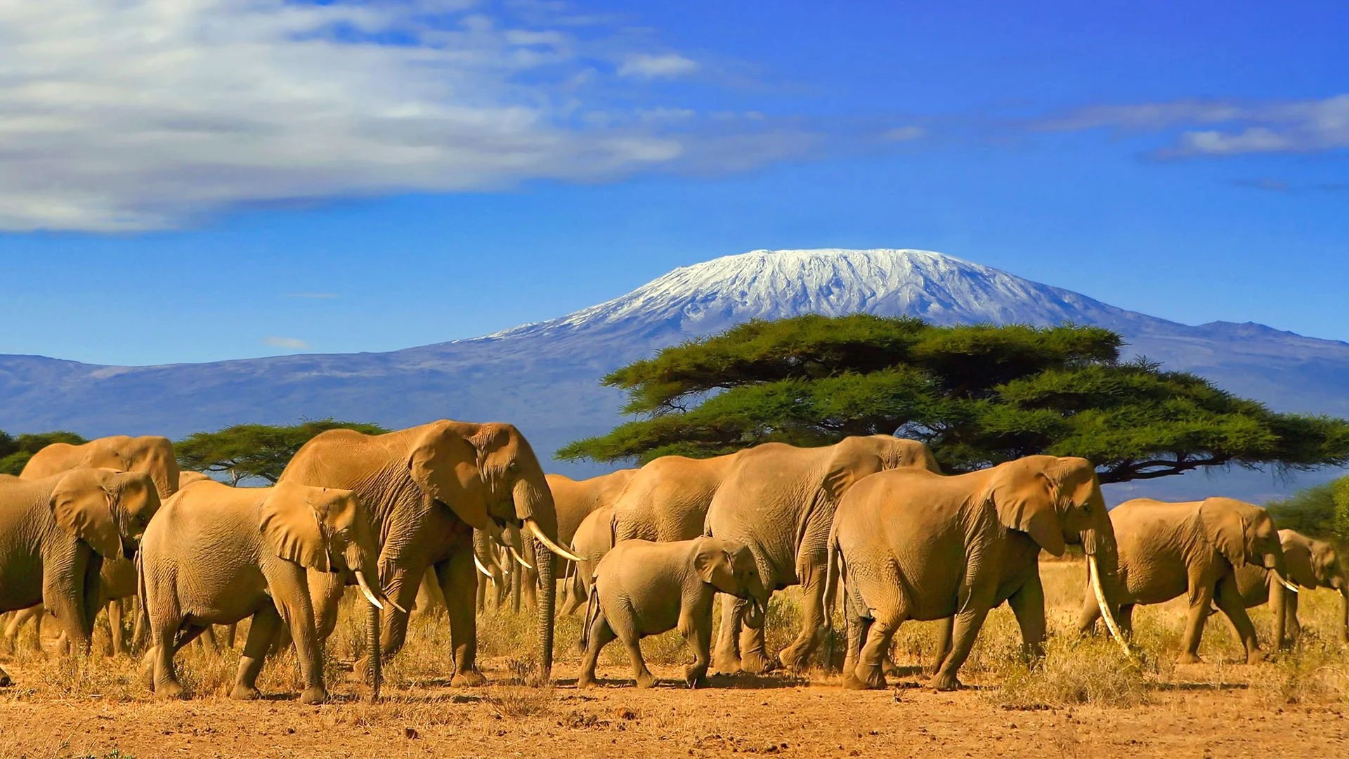Travel Insurance for Tanzania