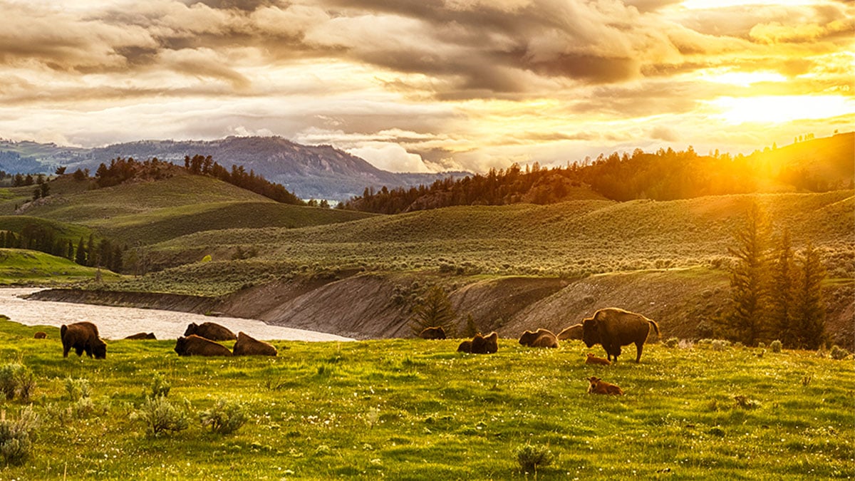 Top 5 Reasons to Choose National Parks for Your Next Family Vacation